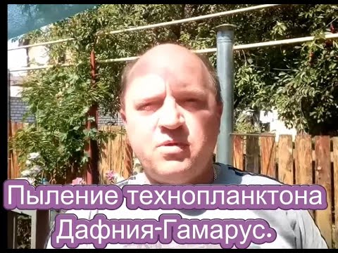 Видео: Пыление Технопланктона с ДАФНИЕЙ и ГАММАРУСОМ.