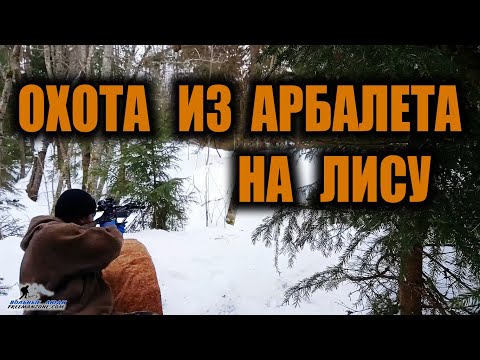Видео: ОХОТА ИЗ АРБАЛЕТА НА ЛИСУ. Охота при выживании. Добыча еды в лесу.