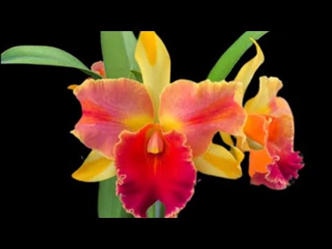 Видео: Последняя посылка с орхидеями. Про каттлею Amazing Thailand и cattleya Shroderae . У кого они есть ?