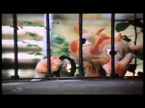 Видео: АЗ съм Ян Бибиян - I'm Yan Bibian