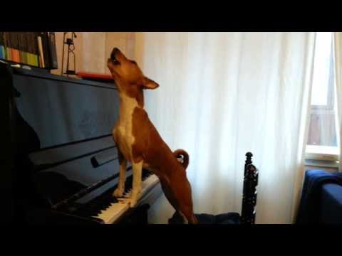 Видео: Поющая басенджи (singing  basenji)