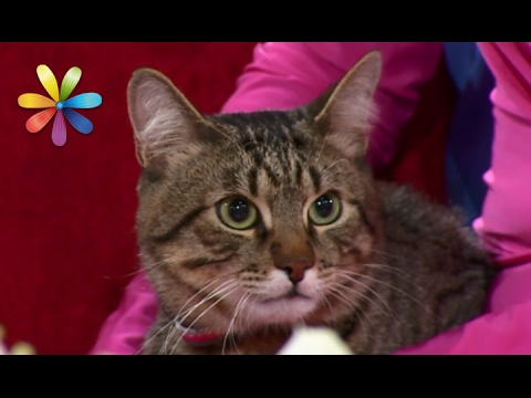 Видео: Как сделать из кошки-демона ласкового домашнего любимца– Все буде добре. Выпуск 969 от 20.02.17