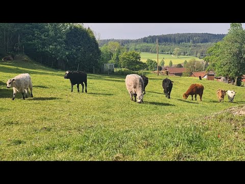 Видео: Село в Німеччині. Шотландські корови Хайленд