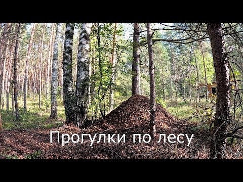 Видео: Прогулки по лесу | Большие муравейники к холодной зиме. Новые цыганки.