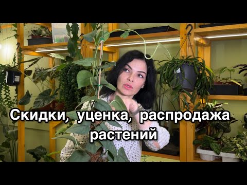 Видео: Представляю растения со скидками🌱распродажа растений🪴УЦЕНКА! монстеры, филодендроны, Аглаонемы и др😉