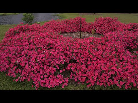 Видео: ПЕТУНИЯ РАЗРАСТЕТСЯ ПЫШНЫМ ШАРОМ и буйно ЗАЦВЕТЕТ, ВАЖНЫЕ процедуры и определяем по листьям нехватку