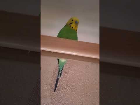 Видео:  Переселення на карниз🤪 Кеша і Лайма❤️