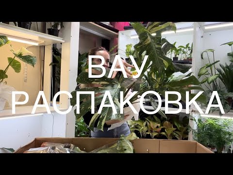 Видео: Новая поставка | распаковка растений | много новинок| алоказии, филодендроны, антуриумы и другие❤️
