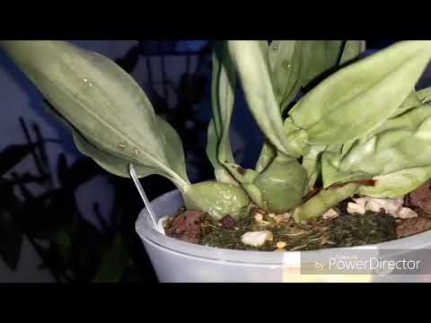 Видео: Обзор орхидей на балконе😘Май, 19