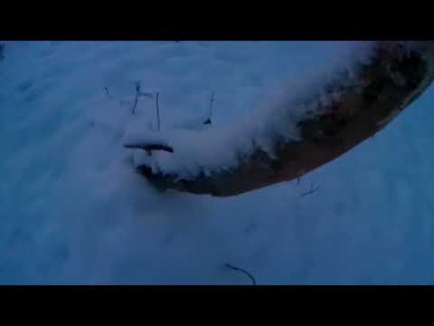 Видео: новогодняя охота на лося с подхода.