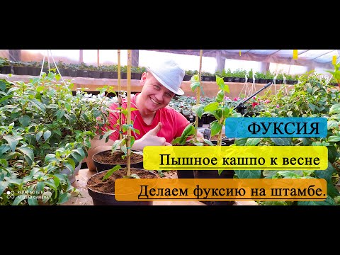 Видео: Фуксия. Пышное кашпо весной из фуксии. Делаем фуксию на штамбе.