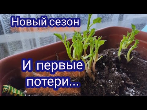 Видео: Вегетативные георгины... Попытка хранения провалилась 😔