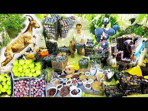 Видео: «День с кочевниками горы Дена | Сбор слив и дикого инжира и посещение исторических домов»