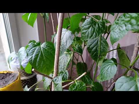 Видео: Огород на подоконнике - 2025