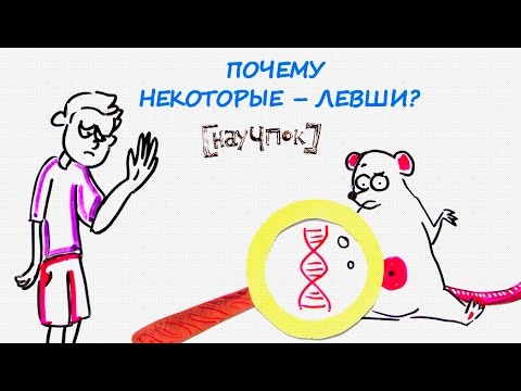 Видео: Почему некоторые – левши? — Научпок