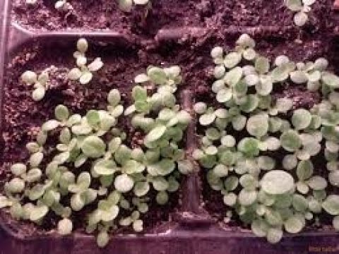 Видео: Табак/Посев/Всходы/Уход/Подкормки.Tobacco / Sowing / Seedlings / Care / Top dressing.Tabak / Aussaat