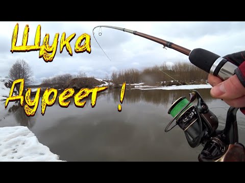 Видео: Щука Дуреет! На что ловить щуку весной. Ловля щуки весной на спиннинг. Щука на спиннинг