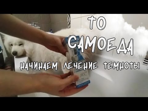 Видео: Тех обслуживание самоедской собаки, моем самоеда сами