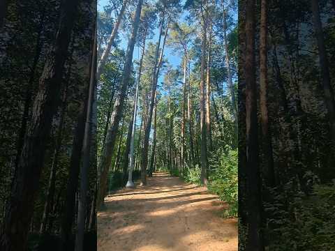 Видео: Музыка Jonna Jinton–песнь Земли