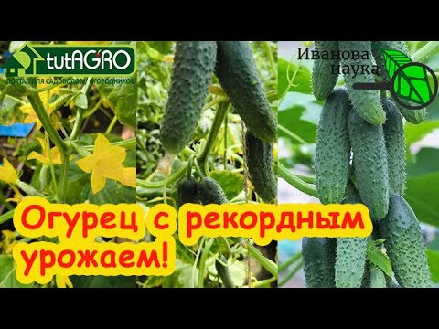 Видео: САМЫЙ УРОЖАЙНЫЙ ПУЧКОВЫЙ ОГУРЕЦ 2024 года! Не сорт, а самородок: хватит и 1 растения на семью.