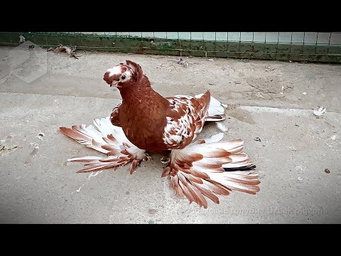 Видео: Узбекские двухчубые, продажа молодняка (в конце видео)