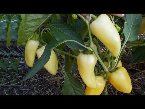 Видео: Результат формирвания перца 2016