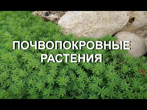 Видео: Почвопокровные растения в саду . Обзор моих почвопокровных. Обриета, флокс шиловидный, вербейник ...