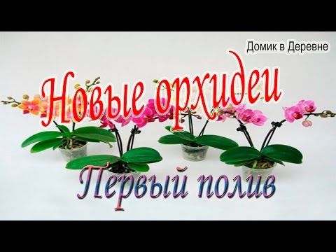 Видео: Первый полив новых орхидей.(18.04.17)