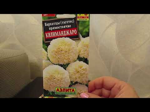 Видео: Восхитительные высокорослые бархатцы.