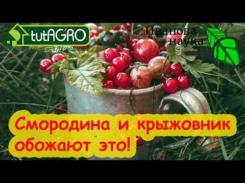Видео: ЧТОБЫ СМОРОДИНА БЫЛА РАЗМЕРОМ С ВИШНЮ, сделайте это в саду. Крупная смородина даже на старых кустах.