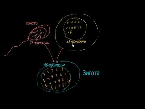 Видео: Терминология оплодотворения (видео 1)| Деление Клетки | Биология