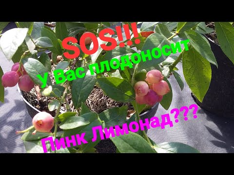 Видео: Розовая голубика Пинк Лимонад. Утепление. Мои реалии. Жду обратную связь