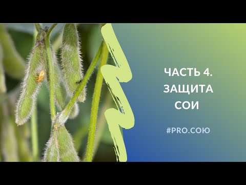 Видео: Часть 4. Защита сои | Пять вечеров PRO.СОЮ