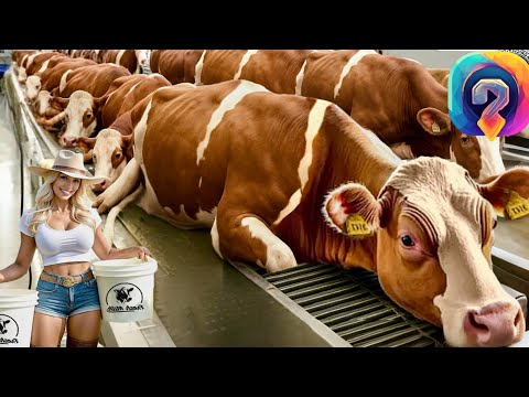 Видео: Как МИЛЛИАРДЫ литров коровьего молока превращаются в сливочное масло и сыр — секреты огромных ферм!