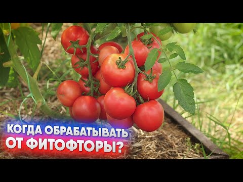 Видео: Когда обрабатывать от фитофторы