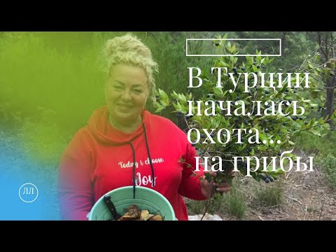 Видео: В ТУРЦИИ НАЧАЛСЯ СЕЗОН ОХОТЫ...на грибы