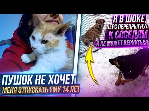 Видео: Персик прыгнул к соседям и назад не может😬 Пушок очень душевный кот и не хочет меня отпускать🥺