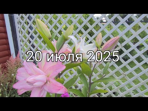 Видео: Наши Дачи на севере Германии/Огурцы на грядке/июль на дворе.