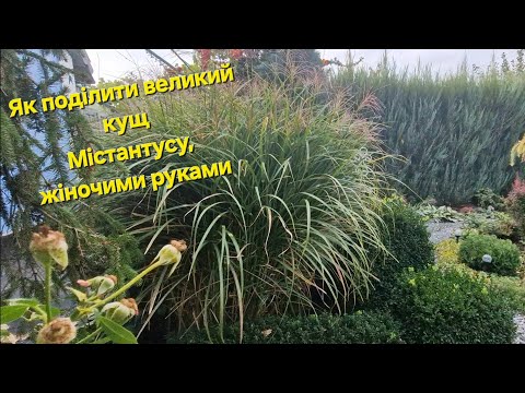 Видео: Як поділити великий кущ Міскантусу жіночими руками 