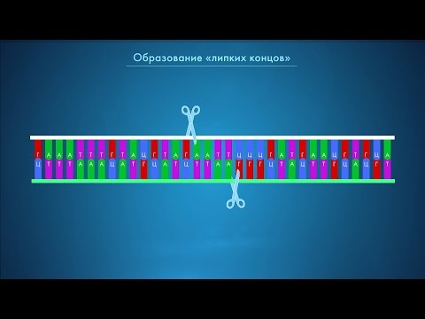 Видео: CTRL+V для ДНК: рестрикция и лигирование. Курс "ГМО: технологии создания и применение"