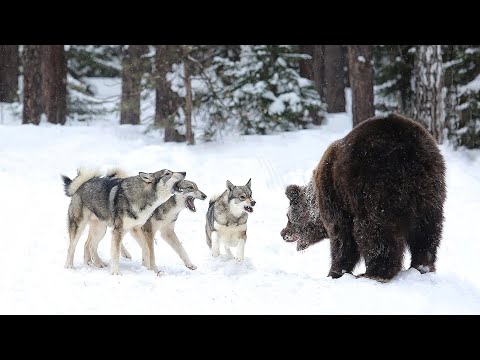 Видео: Испытания лаек по медведю (22.02.2020)