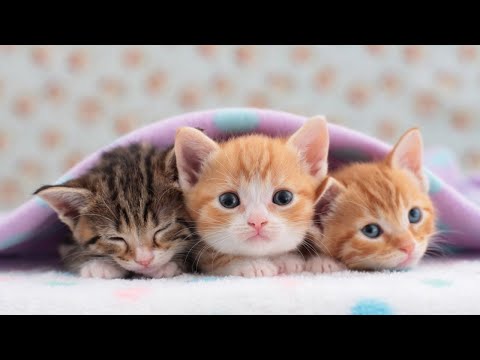 Видео: Успокаивающее фортепиано для вас и вашей кошки, снятие стресса 😽🎵 12 часов музыки, которая нравит...