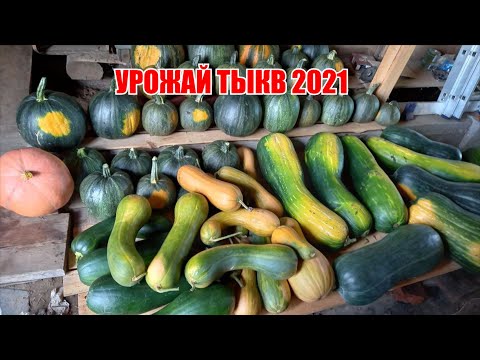 Видео: Собран урожай тыкв. Обзор сортов, урожайность.