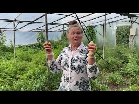 Видео: Лучшие сорта томатов для открытого грунта. Собираем семенники 🍅