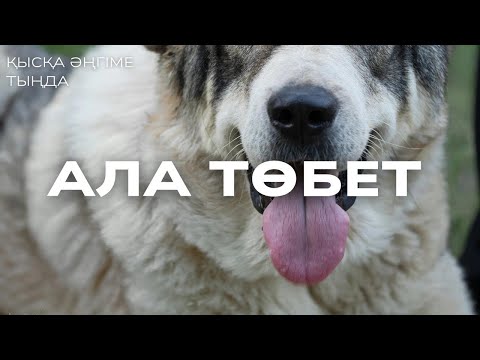 Видео: АЛА ТӨБЕТ. #аудиокітап #әңгіме 