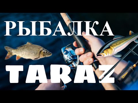 Видео: Рыбалка Тараз июнь 2025 #тараз #казахстан #рыбалка