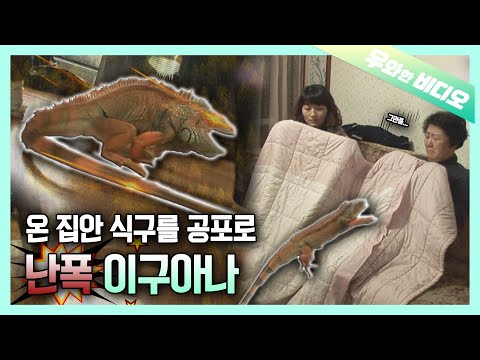 Видео: Имея насильственные Игуана как сосед по комнате😱