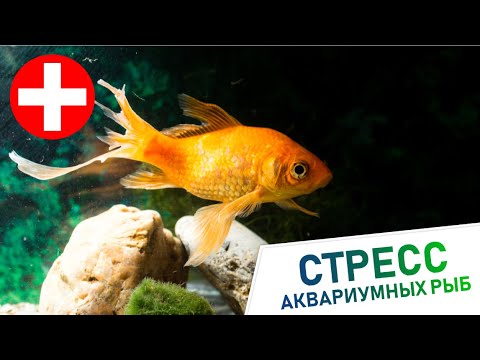 Видео: Стресс у аквариумных рыб