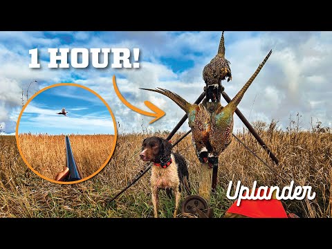 Видео: Может ли быть плохо, если фазанов слишком много? (Быстрые ограничения!)