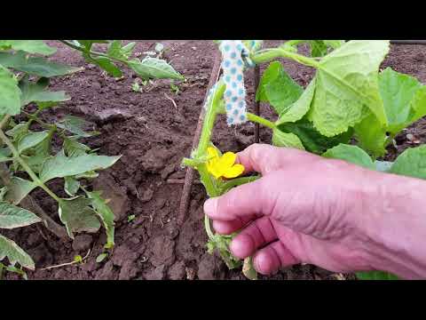 Видео: Прищипване на Краставици Колтучене на колтука на Домати.